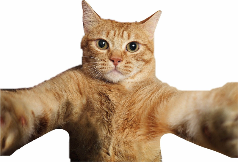 Милый котик